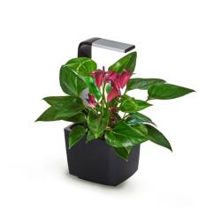 TREGREN T3 Kitchen Garden ierny T3BEU