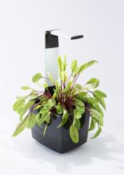 TREGREN T3 Kitchen Garden ierny T3BEU(1)
