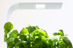 TREGREN T3 Kitchen Garden ierny T3BEU (5)
