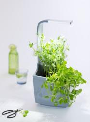 TREGREN T3 Kitchen Garden ed T3GEU (1)
