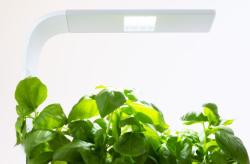 TREGREN T3 Kitchen Garden ed T3GEU (4)