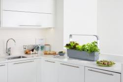TREGREN T12 Kitchen Garden ed T12GEU (2)